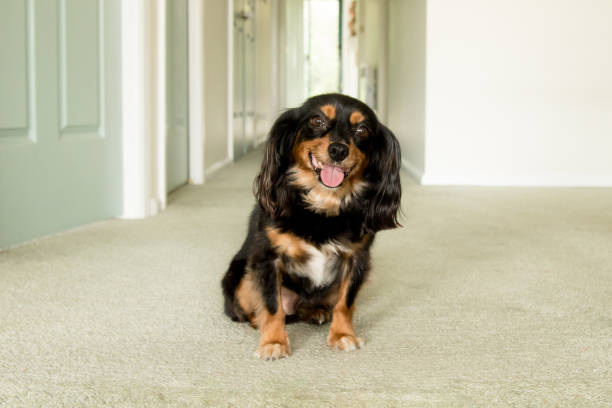 istock Happy puppy sitting inside 910798584
