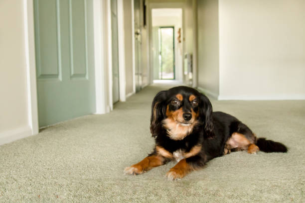 istock Dog lying on the floor 910798586