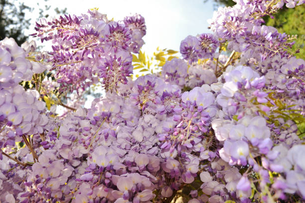 istock Beautiful blooming purple wisteria in spring. 910799372