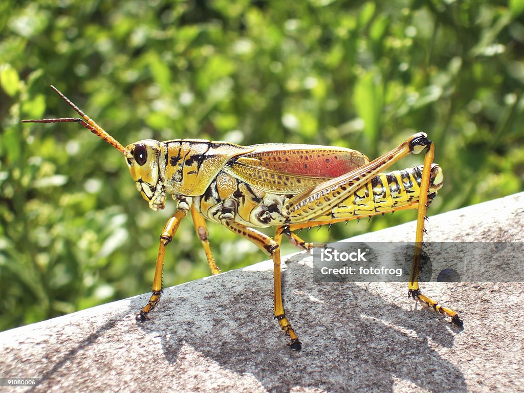 Grasshopper macro - Foto de stock de Gafanhoto royalty-free