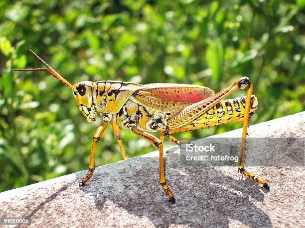 Foto de Grasshopper Macro e mais fotos de stock de Gafanhoto - Gafanhoto, Animal, Antena - Parte do corpo animal