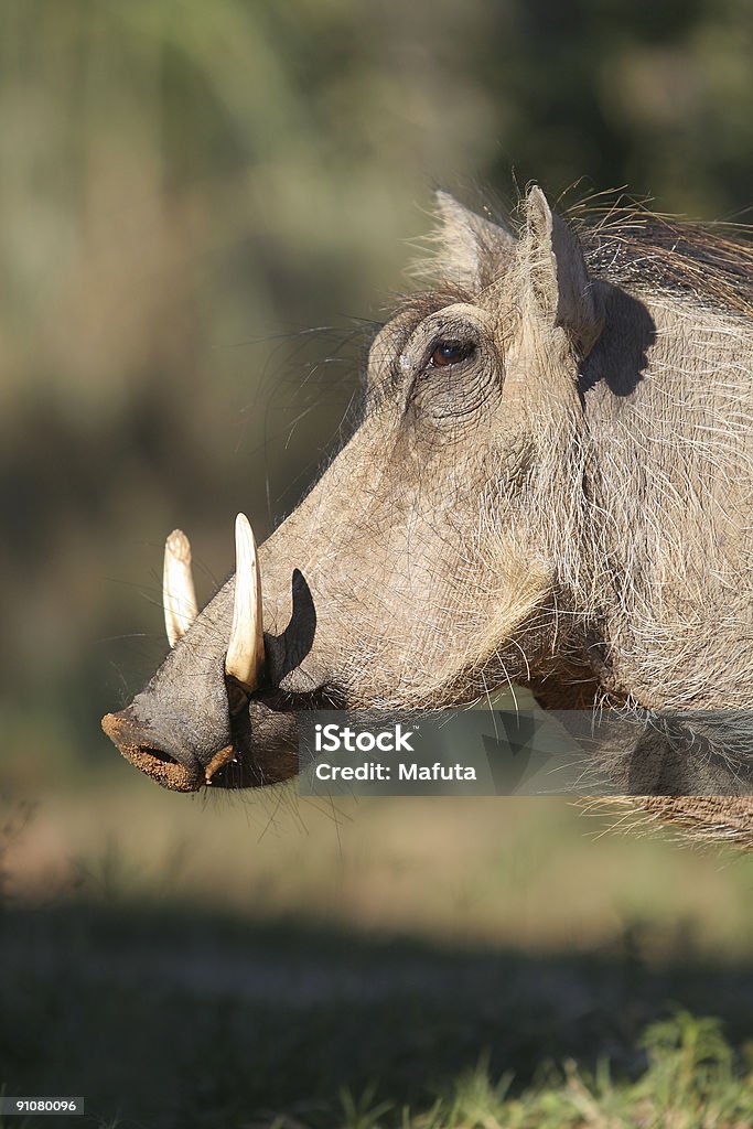 Weibliche Warzenschwein im Profil - Lizenzfrei Afrika Stock-Foto