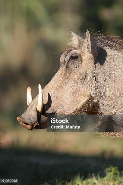 Weibliche Warzenschwein Im Profil Stockfoto und mehr Bilder von Afrika - Afrika, Farbbild, Fotografie