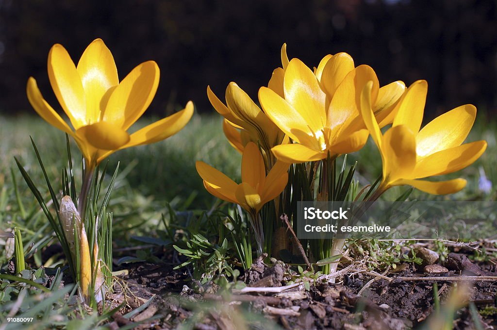 Crocus  Beauty Stock Photo