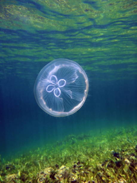 istock Caribbean Moon jelly 910804720