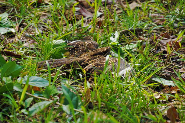 istock Common Nighthawk bird hidden on the ground 910805972