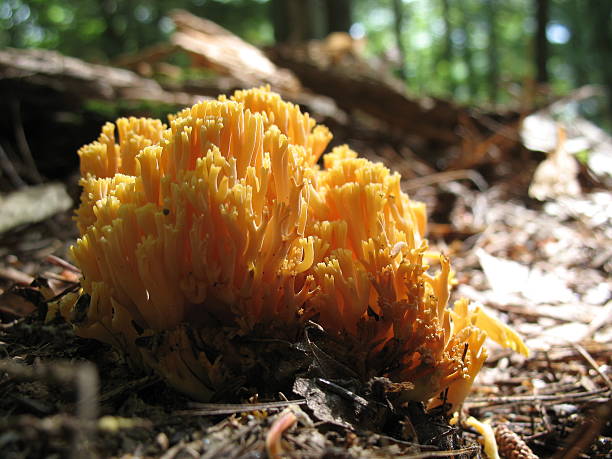 istock Golden Coral Fungus (clavaria aurea) 91080679