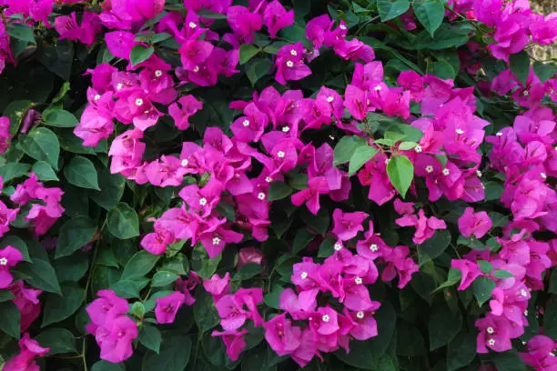 Lesser bougainvillea (Bougainvillea glabra), bougainvillea flowers Large lush decorative bush with bright crimson flowers and green leaves