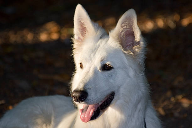 Weiße Schäferhund – Foto