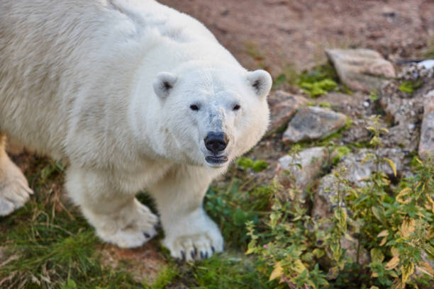 eisbären in der wildnis. tierwelt tier hintergrund - polar bear young animal isolated cub stock-fotos und bilder