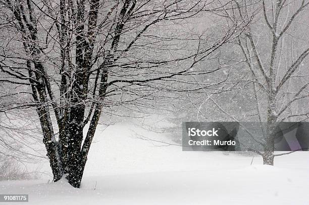 Snowfall - Fotografias de stock e mais imagens de Inverno - Inverno, Nova Inglaterra - EUA, Ao Ar Livre