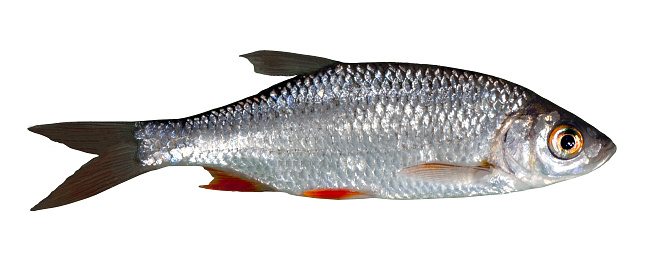 Rudd freshwater fish Friedfisch white fish free