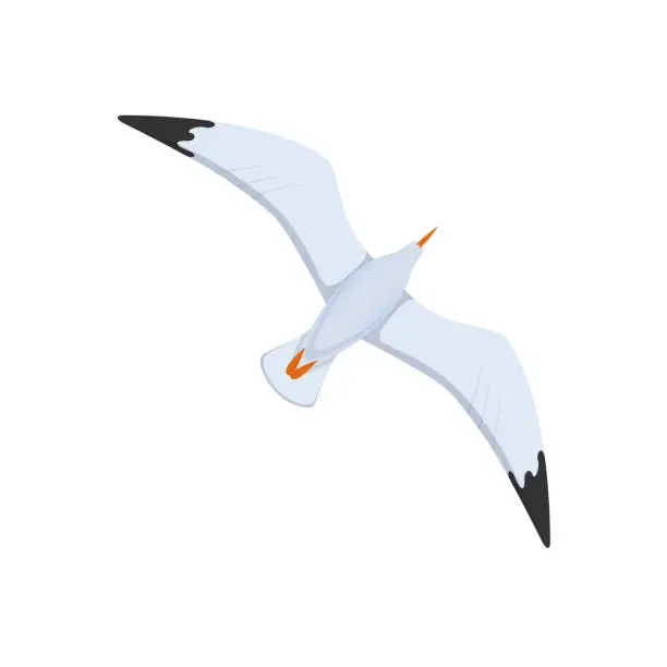 Vector illustration of Flight of seagulls in sky, flight over the water