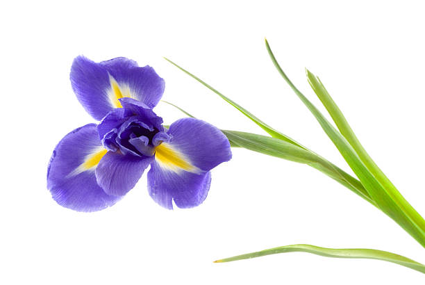 istock A single lilac flower on a white background 91081506