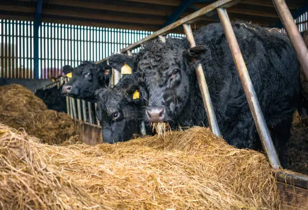 A group of beef cattle being fed during cold weather, sheltered in a barn.