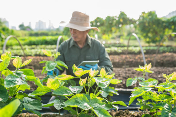 Asian old farmer checking soy bean field stock photo