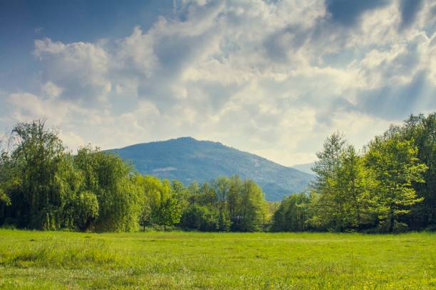 a forest background with hills and clouds - woods forest tree tree area imagens e fotografias de stock