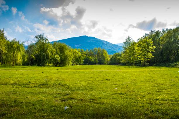 un prado con fondo de bosque - deep of field fotografías e imágenes de stock