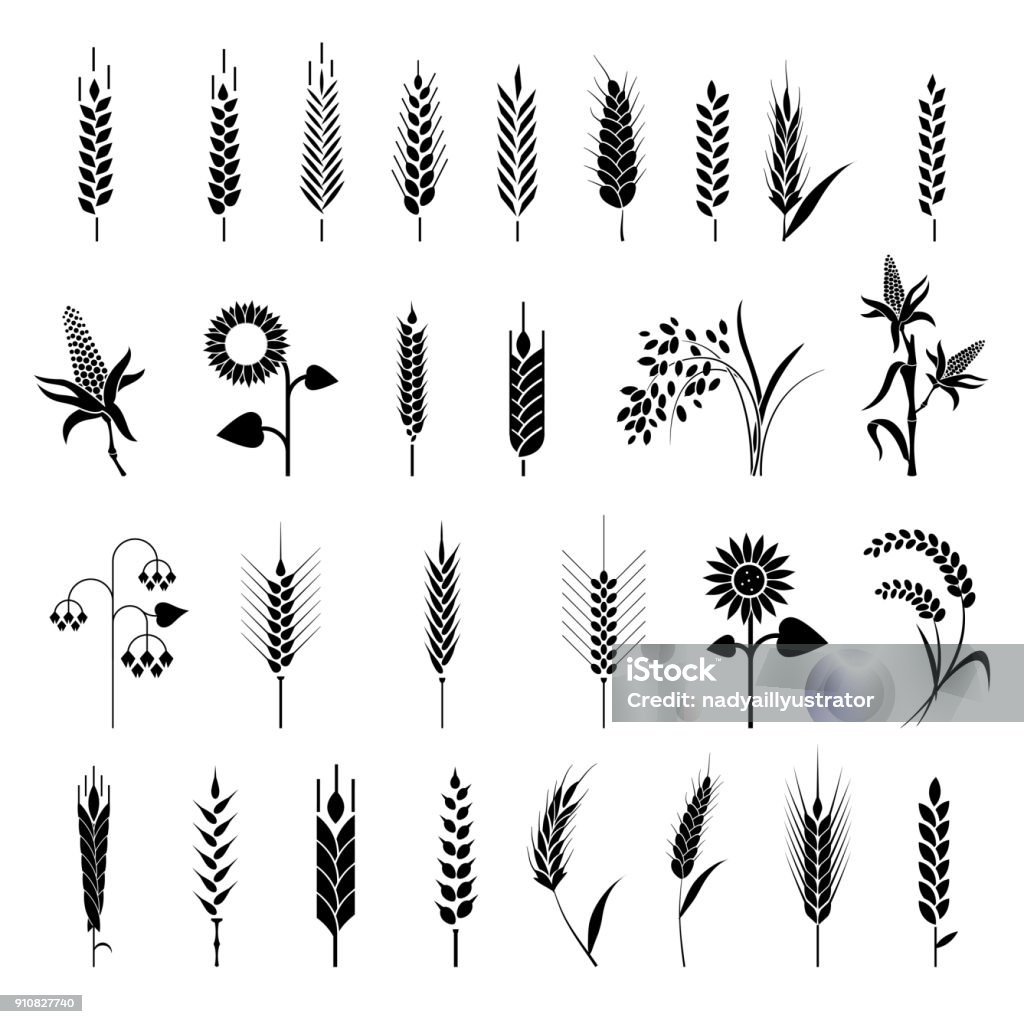 Cereals icon set with rice, wheat, corn, oats, rye, barley. Cereals icon set with rice, wheat, corn, oats, rye, barley. Ears of wheat bread symbols. Organic , agriculture seed, plant and food natural eat Wheat stock vector