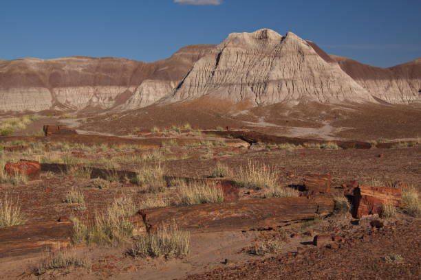 istock Landscape in Petrified Forest National Park 910828018