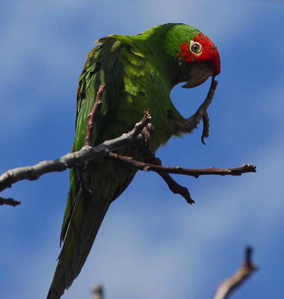 direct gaze of curious Telegraph Hill Parrot (Aratinga erythrogenys) stock photo