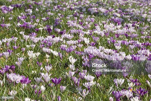 Purple Biały Krokus W Parku - zdjęcia stockowe i więcej obrazów Amersfoort - Holandia - Amersfoort - Holandia, Bez ludzi, Biały
