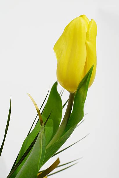 Tulipe jaune - Photo