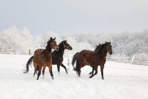 istock Horses are galloping on snowy meadow 910829876
