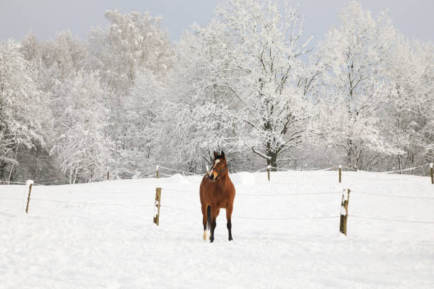 istock Alone horse on snowy meadow 910829880