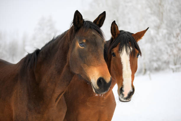 Two horses on the snowy meadow stock photo