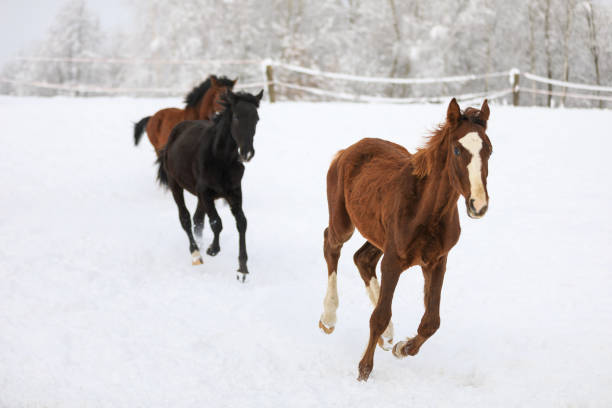 istock Foals are galloping on snowy meadow 910831940