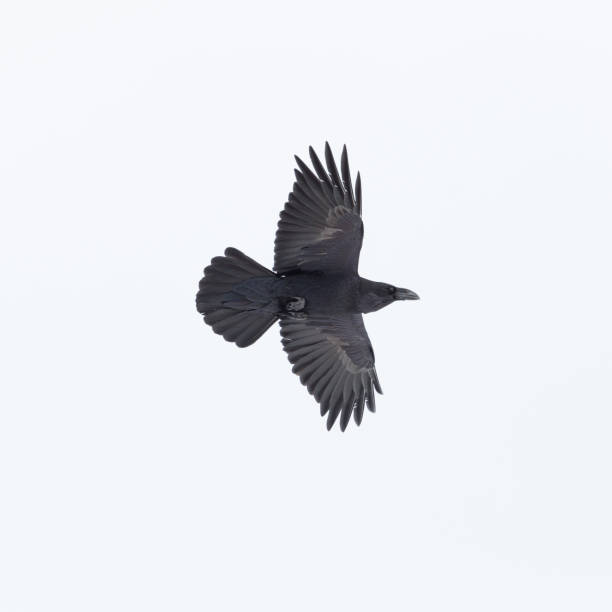 istock flying northern raven bird (corvus corax) spread wings on white background 910832240