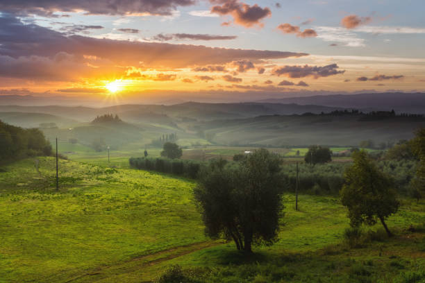 istock Landscape in Tuscany with olive trees 910832442