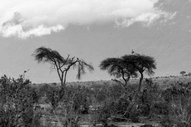 istock Paesaggio, Tsavo East - Kenia 910832556