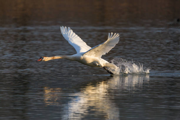 istock mute swan bird (cygnus olor) running, water surface, take off 910832686