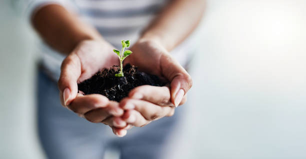 Greatness blossoms in the right hands Closeup shot of an unrecognizable woman holding a plant growing out of soil sapling growing stock pictures, royalty-free photos & images