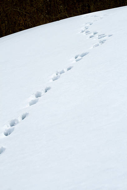 Snow Tracks stock photo