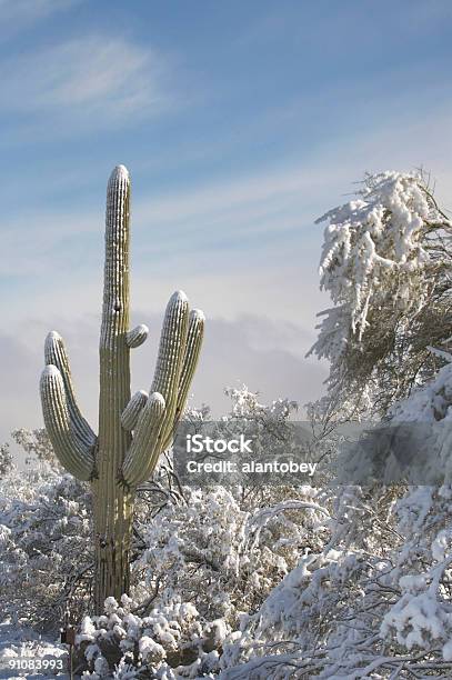 Desierto Y Cactus En La Nieve Foto de stock y más banco de imágenes de Invierno - Invierno, Monumento Nacional de Saguaro, Nieve