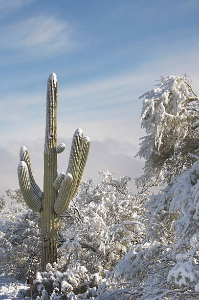 istock Desert and Cactus in the Snow 91083993