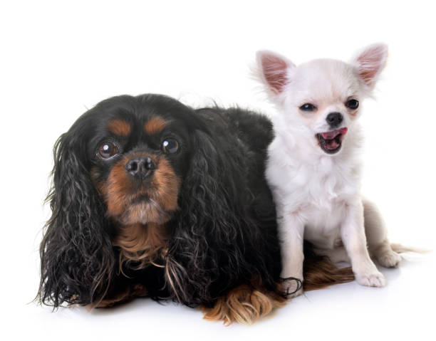 istock cavalier king charles and chihuahua 910840370