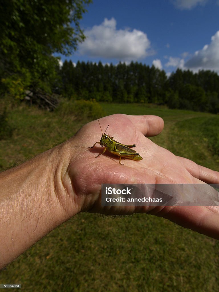 grasshopper - Foto de stock de Azul royalty-free