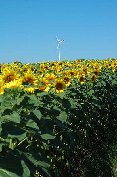 istock Windmill in a German sunflower field 91084389