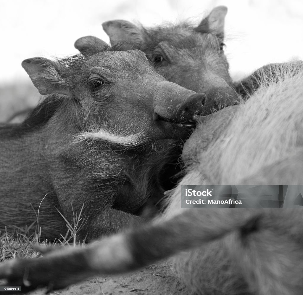 Piggies Mamar - Royalty-free Amor Foto de stock