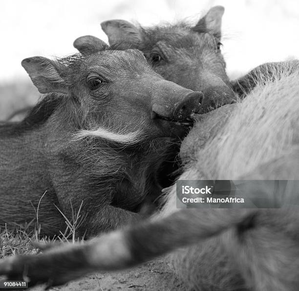 Piggies Mamar - Fotografias de stock e mais imagens de Amor - Amor, Animal, Animal de Safari