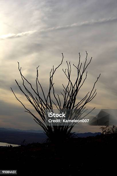 Silhouette Aufnahme Von Wüstenpflanzen Stockfoto und mehr Bilder von Dramatischer Himmel - Dramatischer Himmel, Farbbild, Fotografie