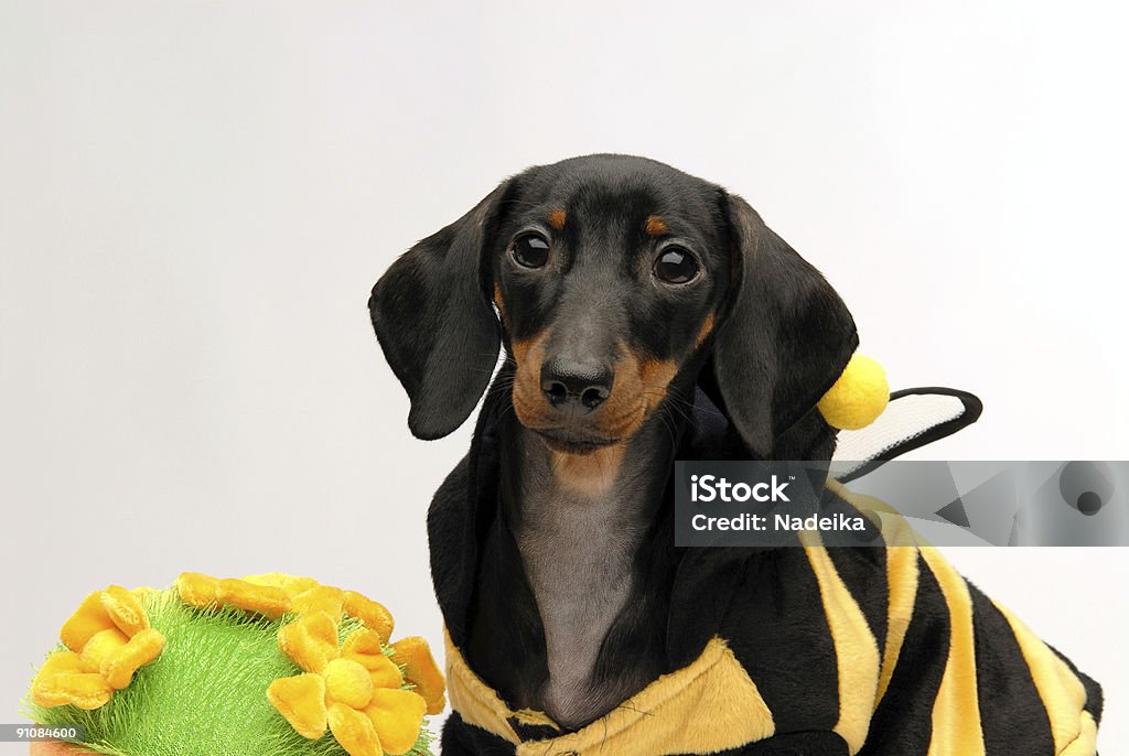 Teckel chiot assis à côté d'un pot de fleurs qui rend - Photo de Animaux domestiques libre de droits