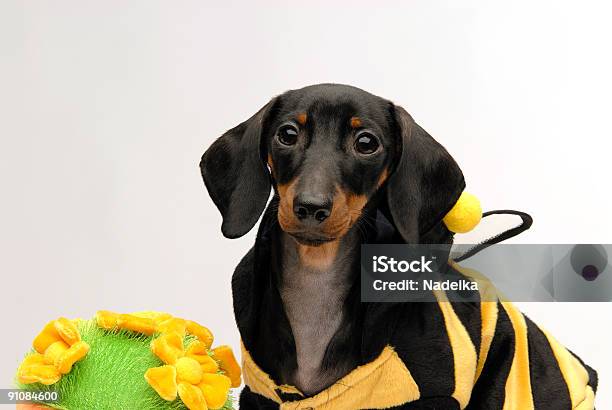 Photo libre de droit de Teckel Chiot Assis À Côté Dun Pot De Fleurs Qui Rend banque d'images et plus d'images libres de droit de Animaux domestiques