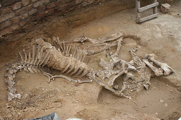 istock excavated horse skeleton 91084626