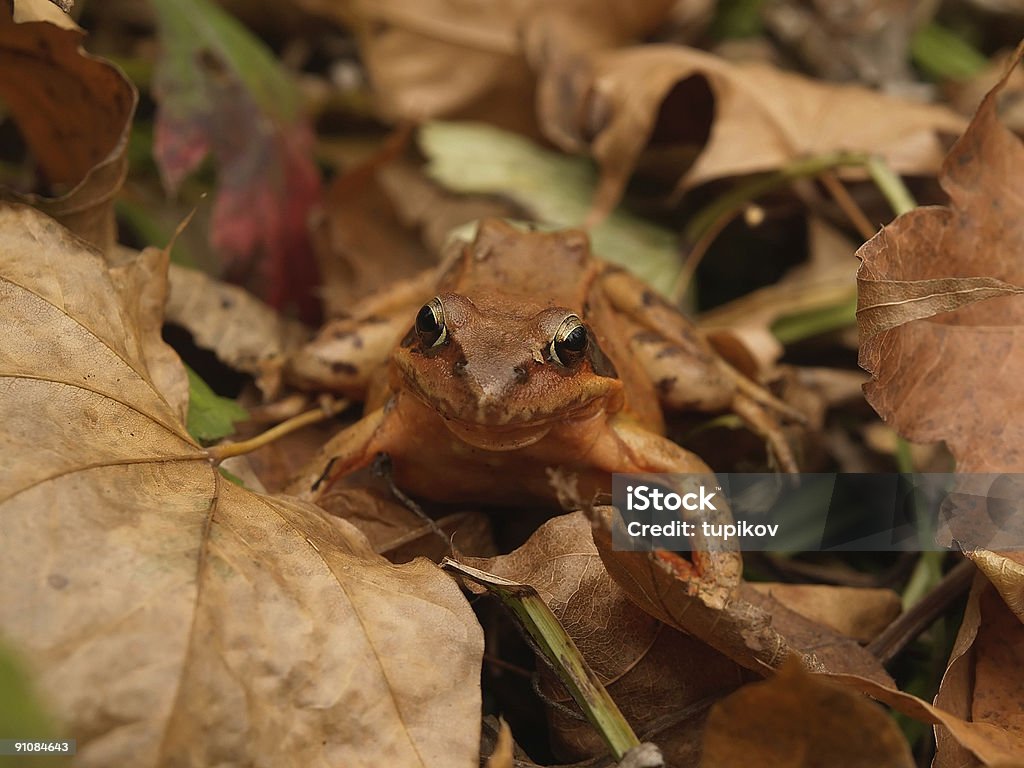 Marrone autunnale con le foglie cadute sul marciapiede. Rana - Foto stock royalty-free di Ambientazione esterna