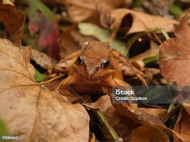 추절 브라운 개구리 있는 Fallen Leaves 0명에 대한 스톡 사진 및 기타 이미지 - 0명, 가을, 개구리